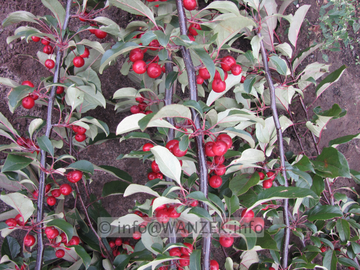 Malus Mokum Fruechte 3.JPG